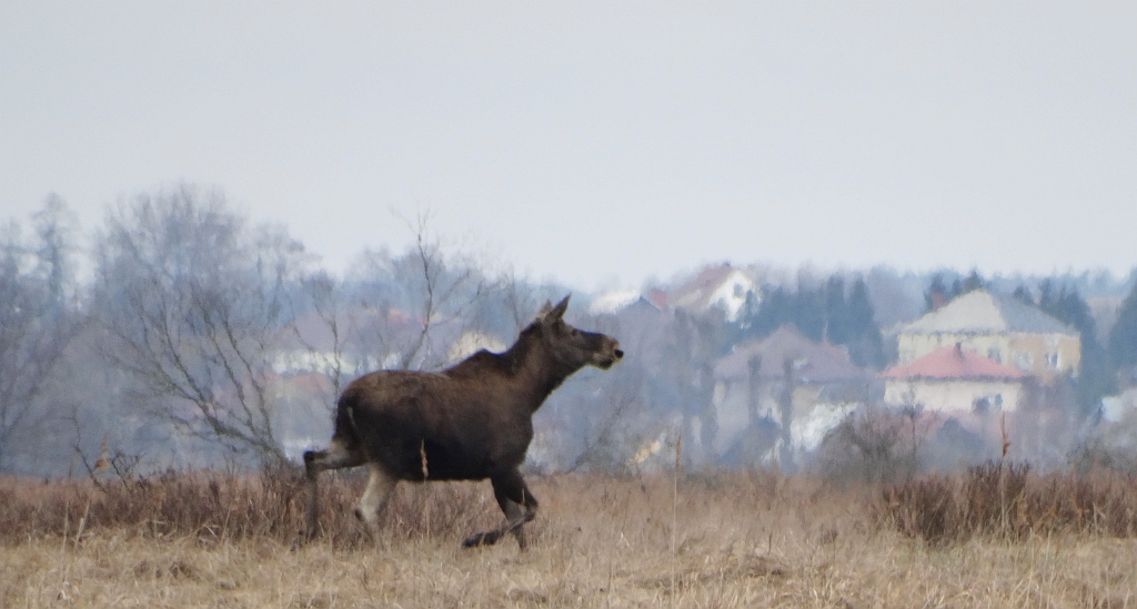 Łoś (Alces alces)
