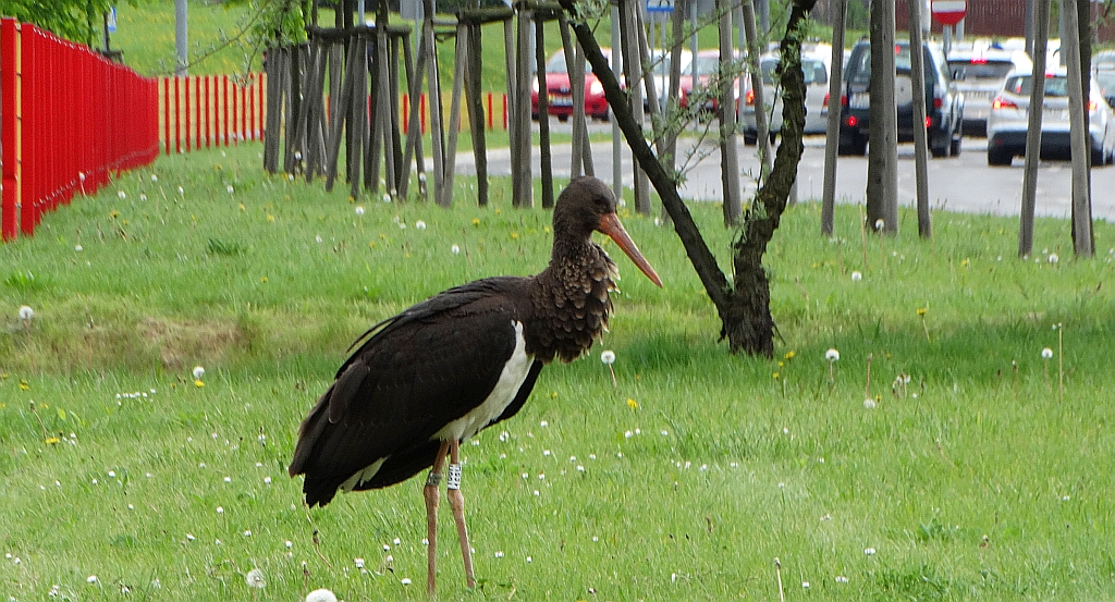 Bocian czarny, hajstra (Ciconia nigra)