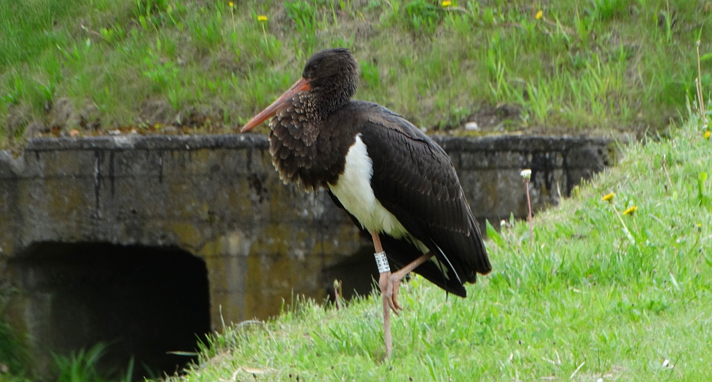 Bocian czarny, hajstra (Ciconia nigra)
