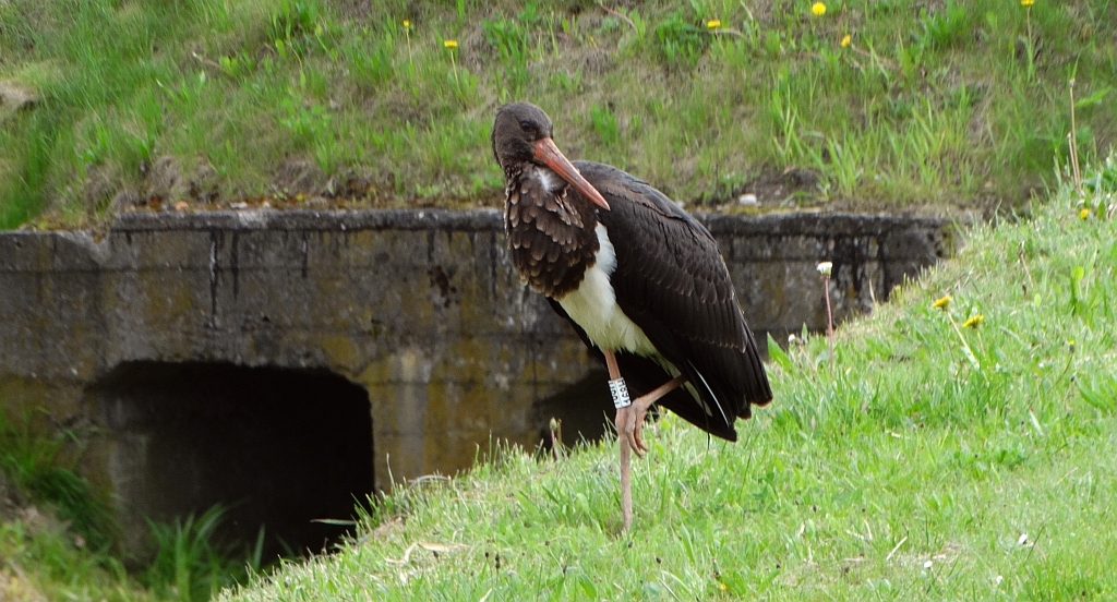 Bocian czarny, hajstra (Ciconia nigra)