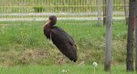 Bocian czarny, hajstra (Ciconia nigra)