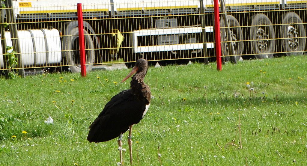 Bocian czarny, hajstra (Ciconia nigra)