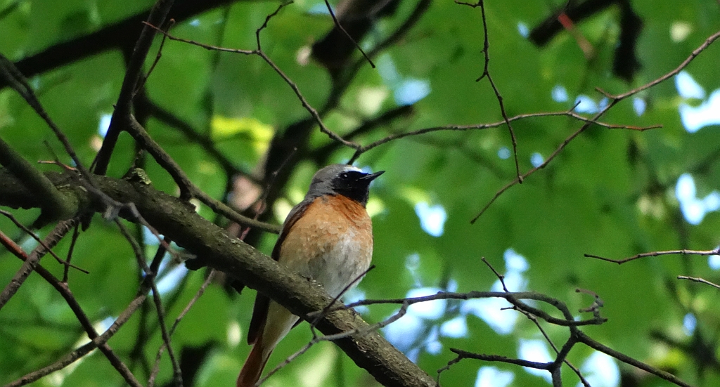 Pleszka zwyczajna, pleszka (Phoenicurus phoenicurus)