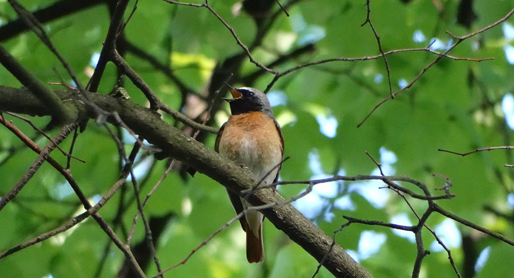 Pleszka zwyczajna, pleszka (Phoenicurus phoenicurus)