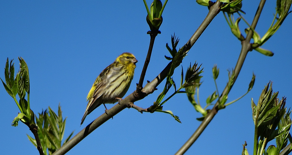 Czyż zwyczajny, czyż pospolity, czyżyk (Spinus spinus)