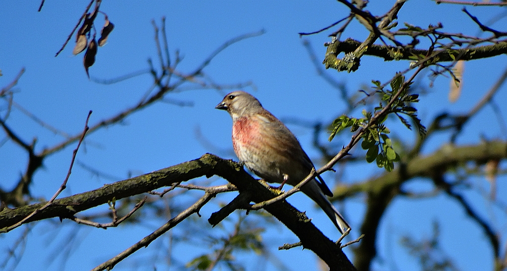 Makolągwa zwyczajna, makolągwa (Linaria cannabina)