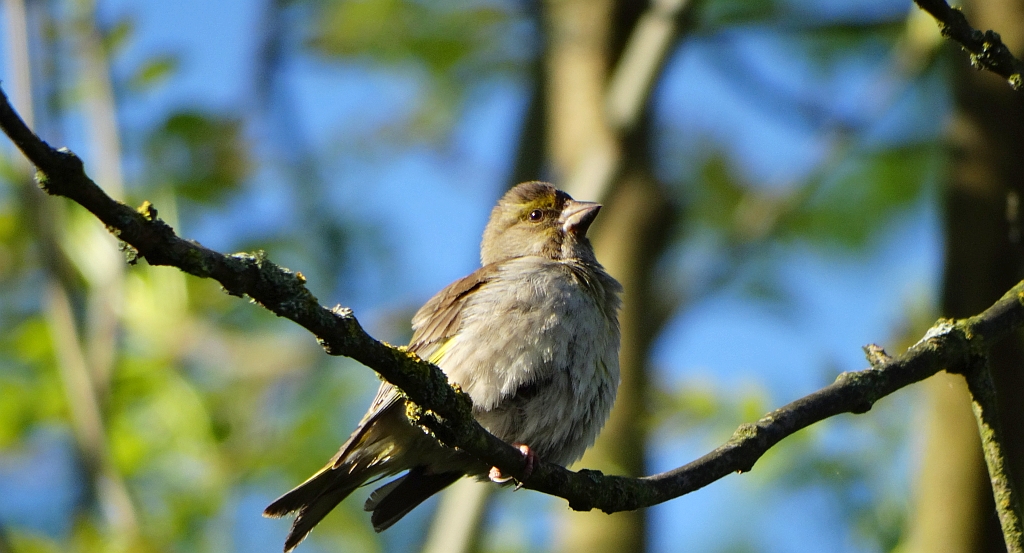 Dzwoniec zwyczajny, dzwoniec (Chloris chloris)