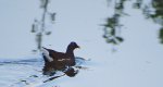 Kokoszka zwyczajna, kokoszka, kokoszka wodna, kurka wodna (Gallinula chloropus)