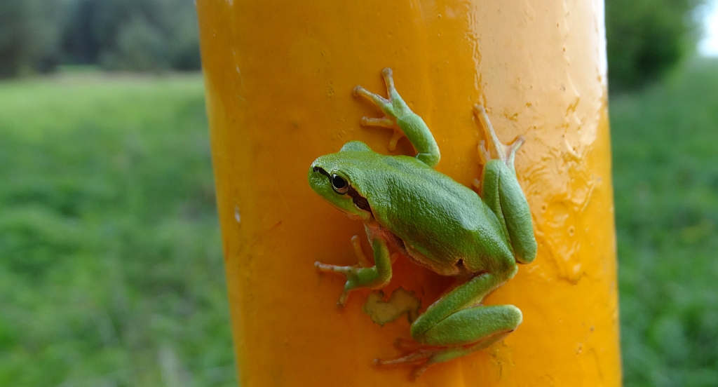 Rzekotka drzewna (Hyla arborea)