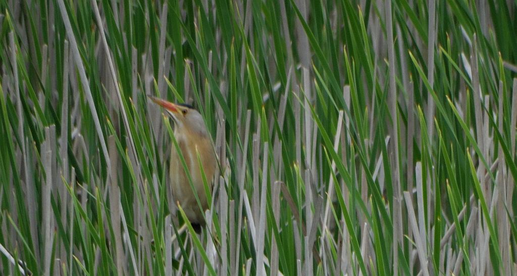 Bączek zwyczajny, bączek (Ixobrychus minutus)