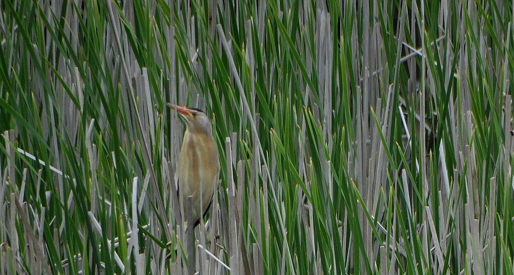 Bączek zwyczajny, bączek (Ixobrychus minutus)