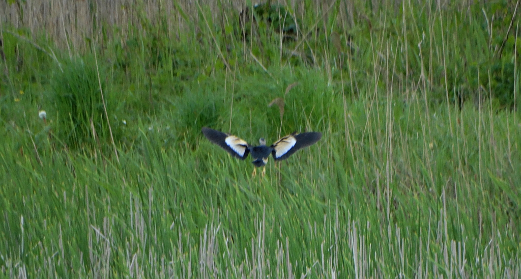 Bączek zwyczajny, bączek (Ixobrychus minutus)