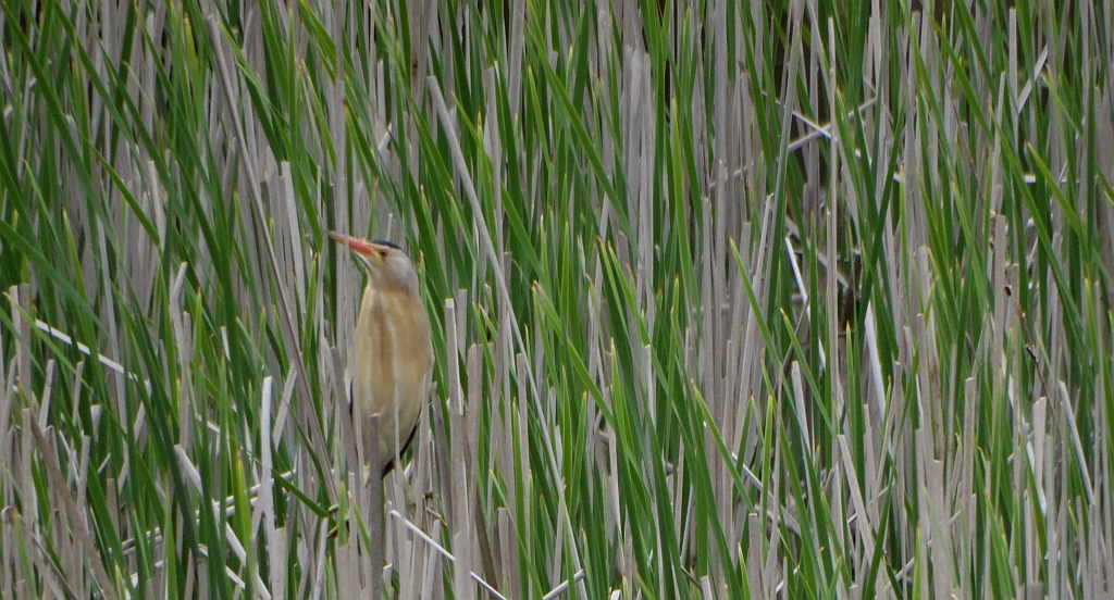Bączek zwyczajny, bączek (Ixobrychus minutus)