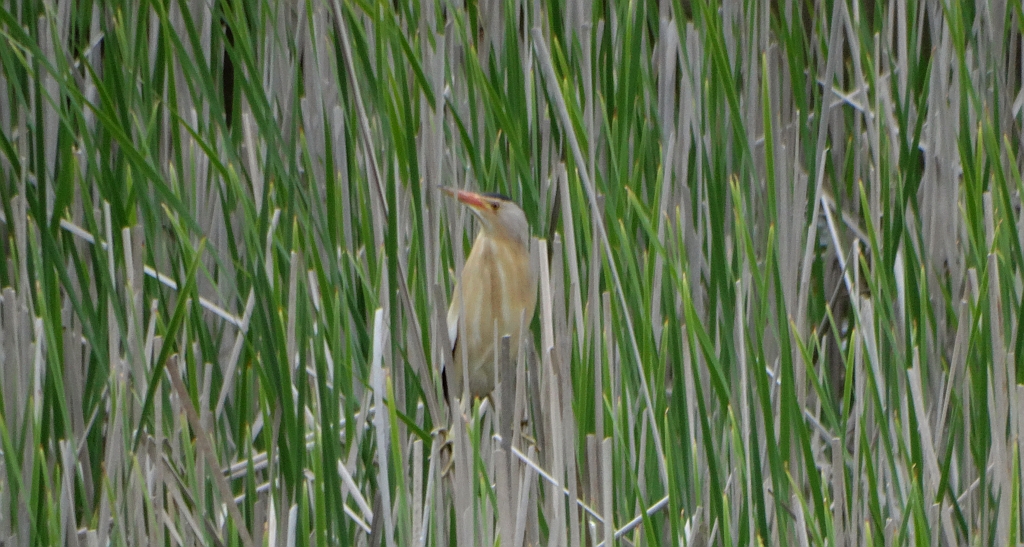 Bączek zwyczajny, bączek (Ixobrychus minutus)