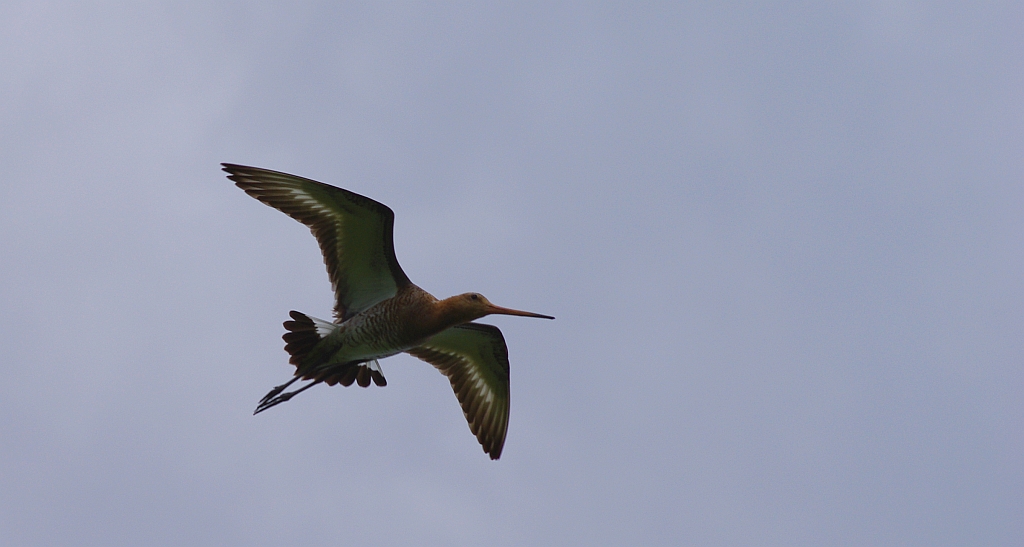 Rycyk, szlamik rycyk (Limosa limosa)