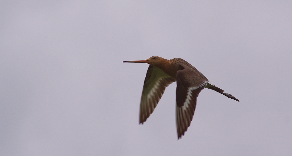 Rycyk, szlamik rycyk (Limosa limosa)