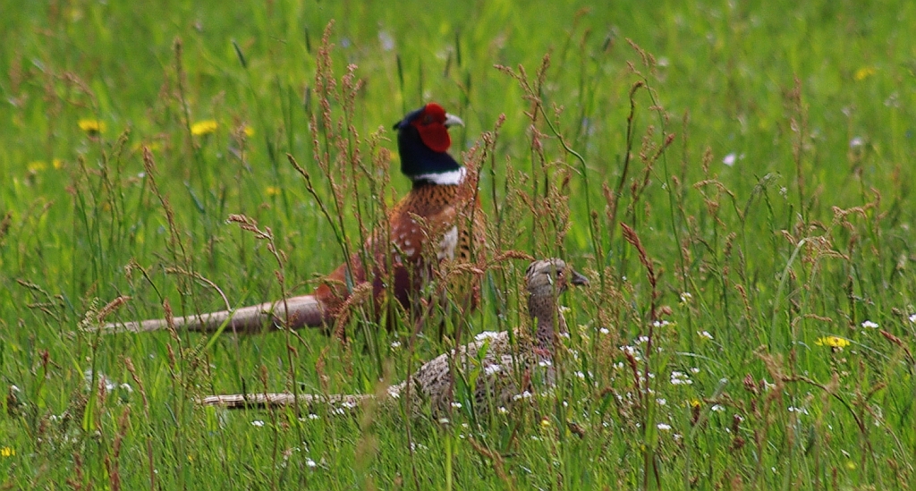 Bażant zwyczajny, bażant szlachetny, bażant łowny, bażant, bażant pospolity (Phasianus colchicus)