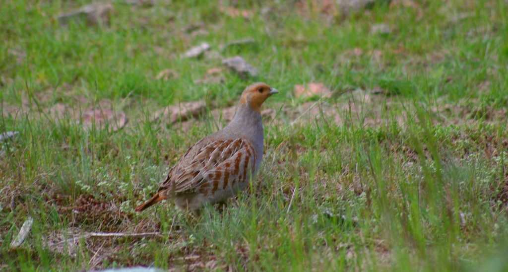 Kuropatwa zwyczajna, kuropatwa (Perdix perdix)