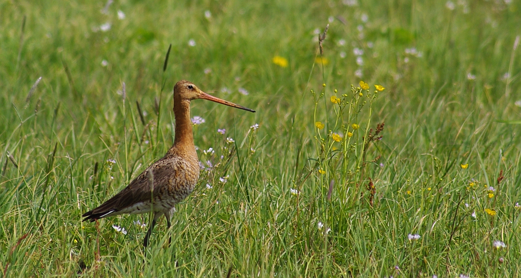 Rycyk, szlamik rycyk (Limosa limosa)