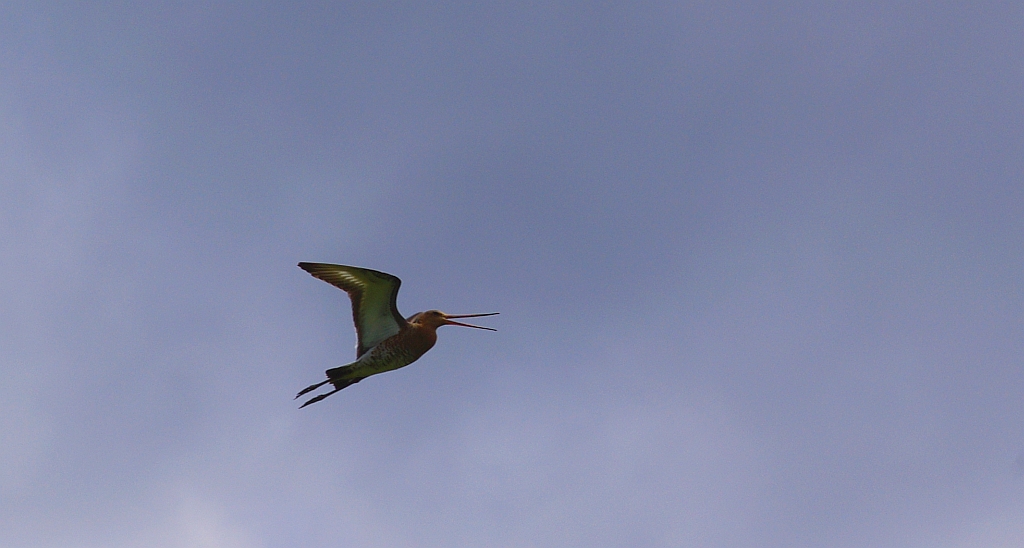 Rycyk, szlamik rycyk (Limosa limosa)