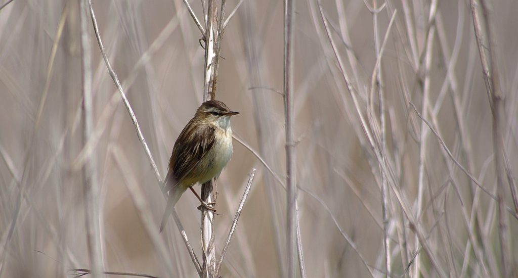 Trzcinniczek zwyczajny, trzcinniczek, trzcionka (Acrocephalus scirpaceus)