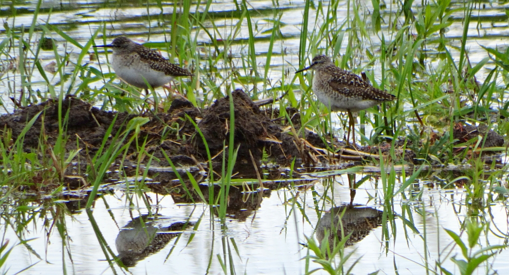 Łęczak, brodziec leśny, trawnik (Tringa glareola)