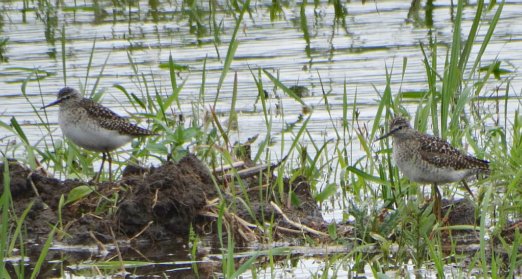 Łęczak, brodziec leśny, trawnik (Tringa glareola)