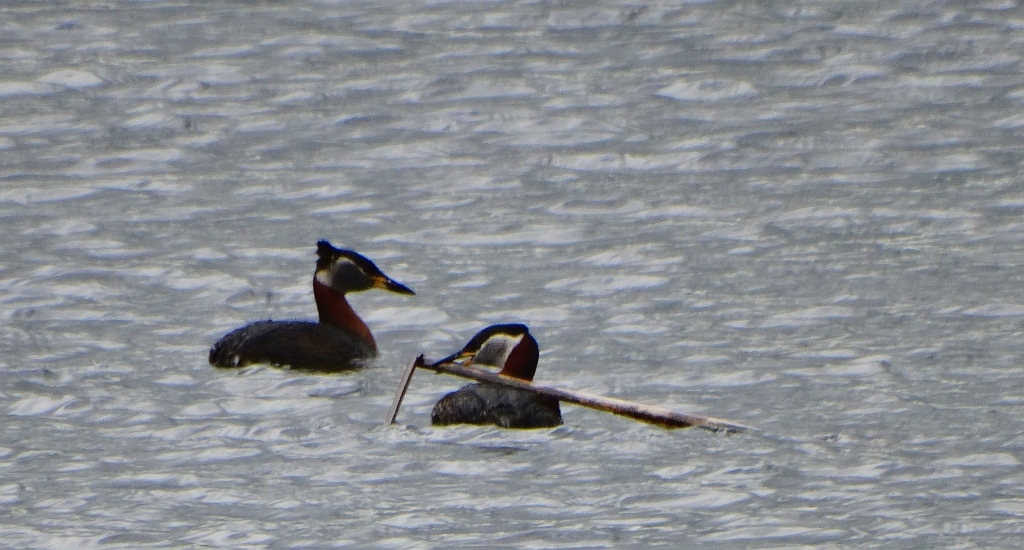 Perkoz rdzawoszyi (Podiceps grisegena)