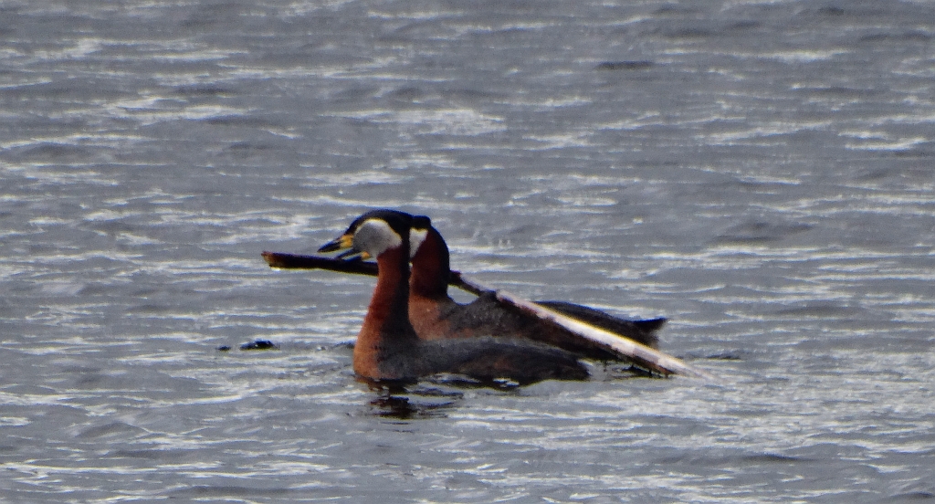 Perkoz rdzawoszyi (Podiceps grisegena)