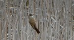Trzciniak zwyczajny, trzciniak drozdówka (Acrocephalus arundinaceus)