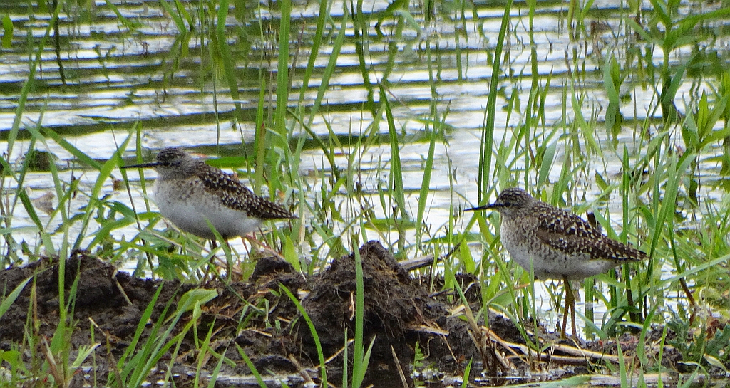 Łęczak, brodziec leśny, trawnik (Tringa glareola)