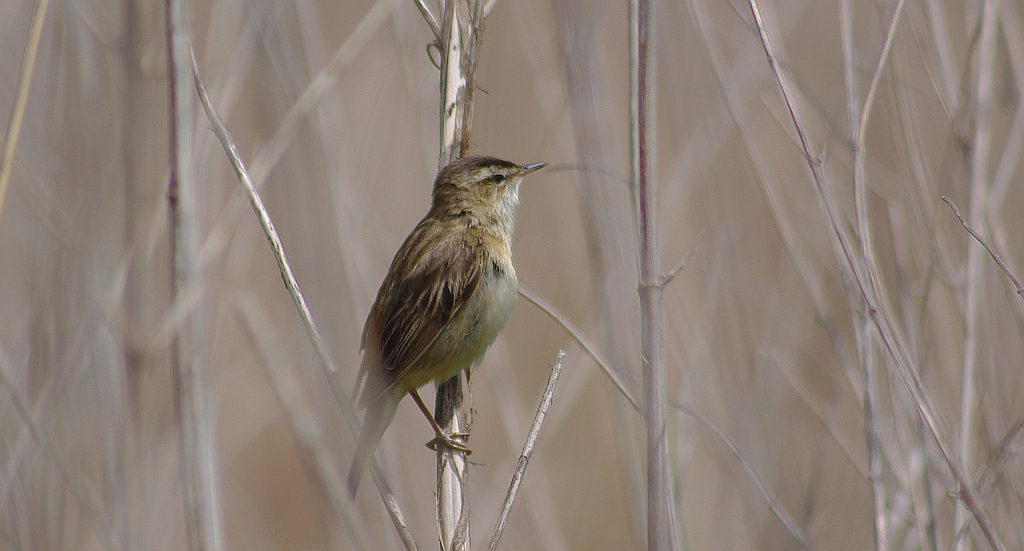Trzcinniczek zwyczajny, trzcinniczek, trzcionka (Acrocephalus scirpaceus)
