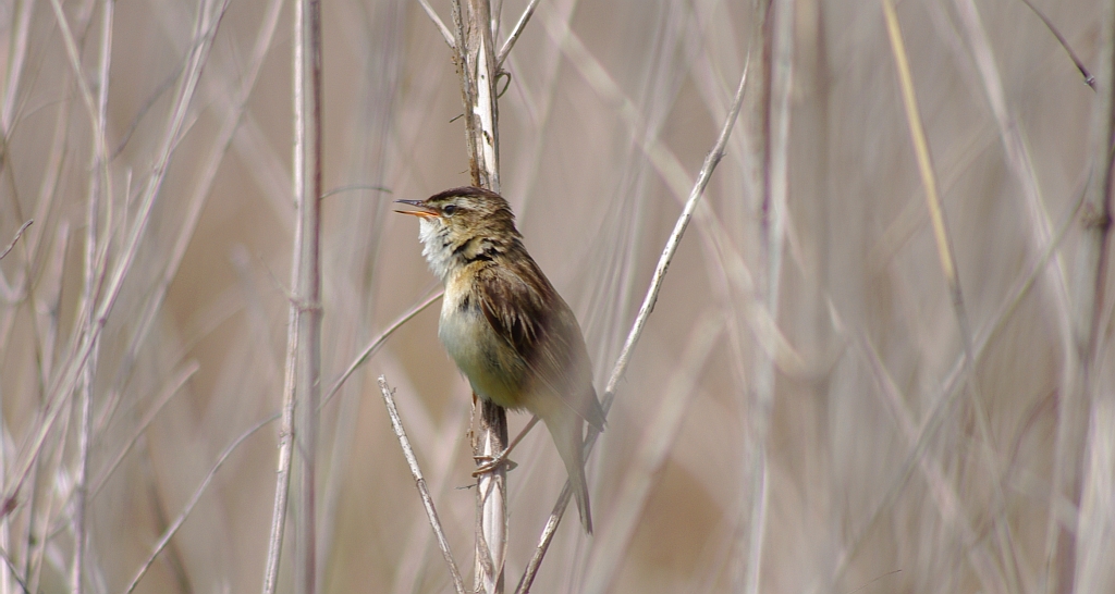 Trzcinniczek zwyczajny, trzcinniczek, trzcionka (Acrocephalus scirpaceus)