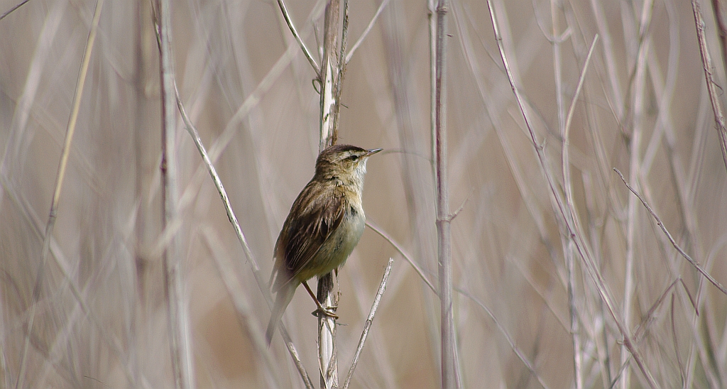 Trzcinniczek zwyczajny, trzcinniczek, trzcionka (Acrocephalus scirpaceus)
