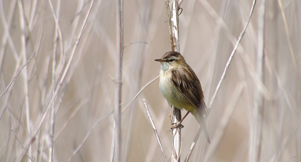 Trzcinniczek zwyczajny, trzcinniczek, trzcionka (Acrocephalus scirpaceus)