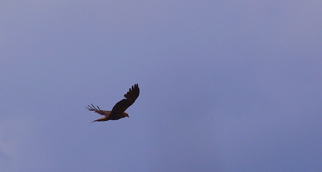 Błotniak stawowy (Circus aeruginosus)