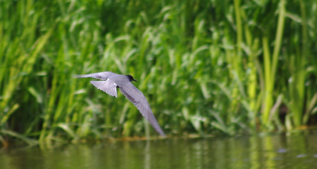 Rybitwa czarna, rybitwa żałobna (Chlidonias niger)
