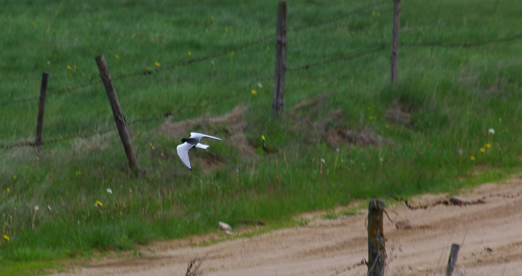 Rybitwa białoskrzydła (Chlidonias leucopterus)