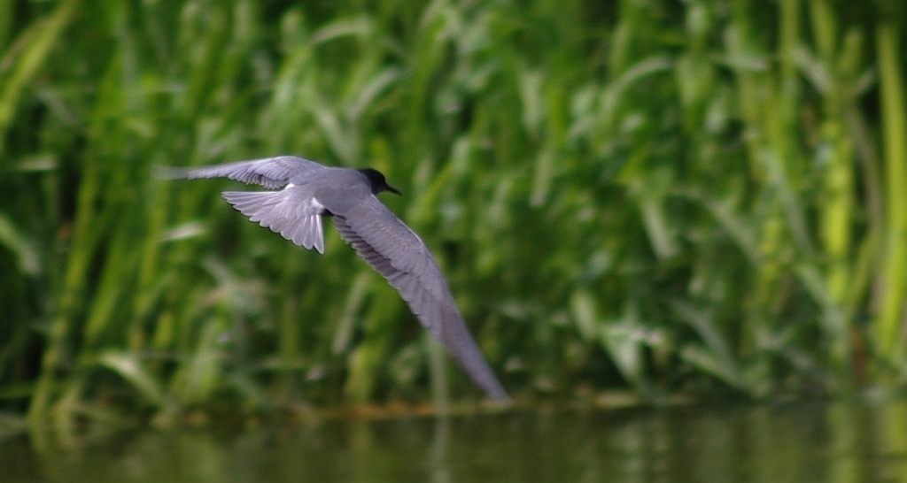 Rybitwa czarna, rybitwa żałobna (Chlidonias niger)