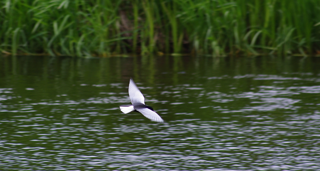 Rybitwa białoskrzydła (Chlidonias leucopterus)