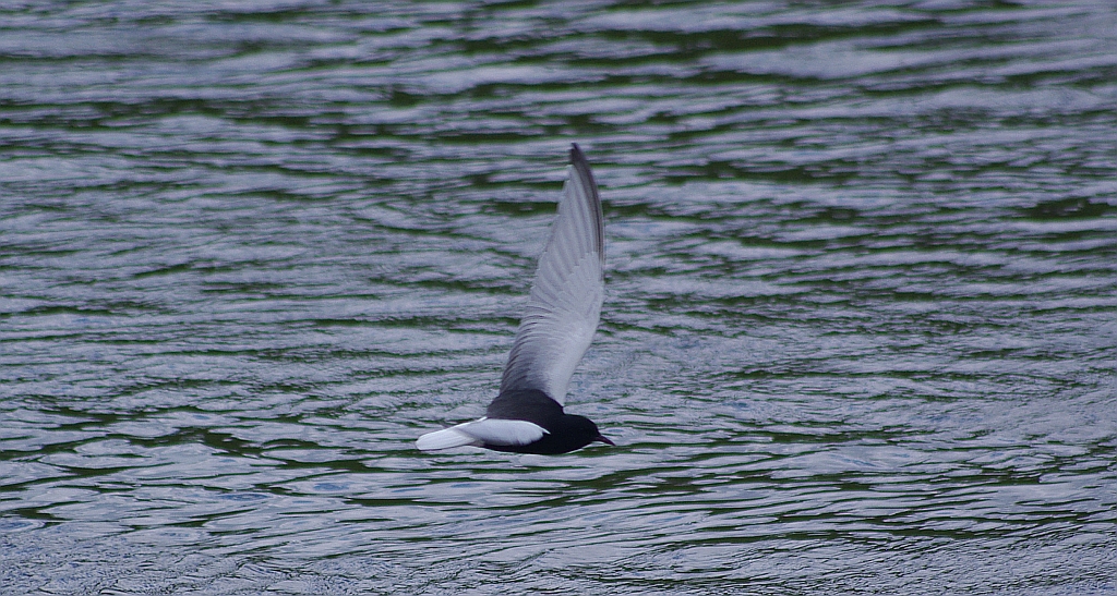 Rybitwa białoskrzydła (Chlidonias leucopterus)