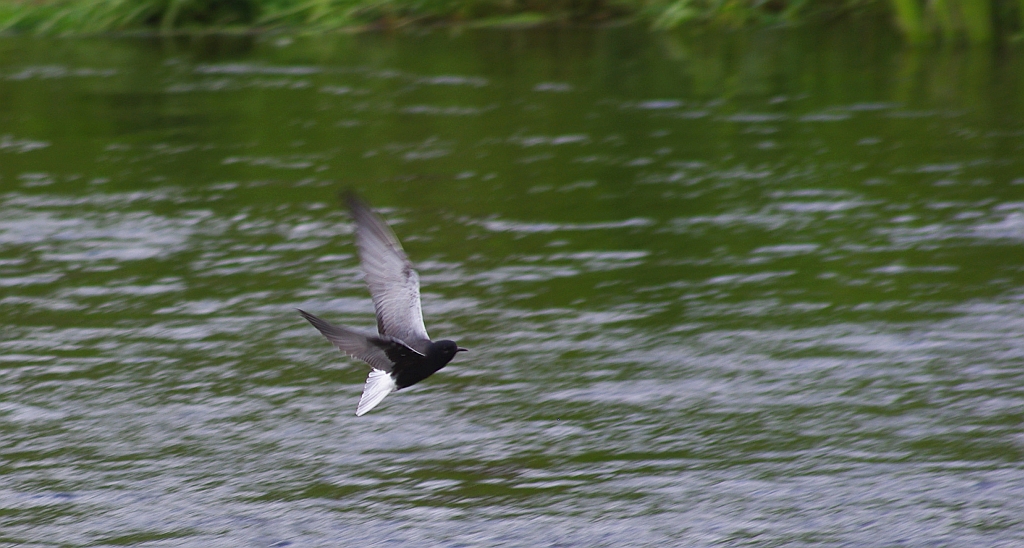Rybitwa białoskrzydła (Chlidonias leucopterus)