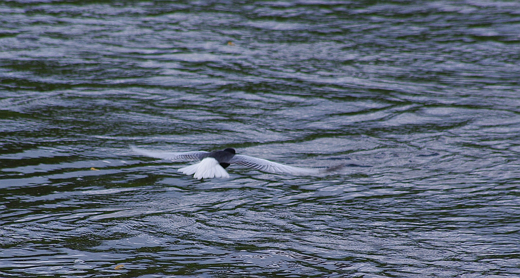 Rybitwa białoskrzydła (Chlidonias leucopterus)