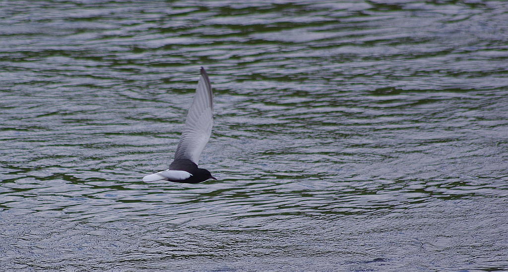 Rybitwa białoskrzydła (Chlidonias leucopterus)