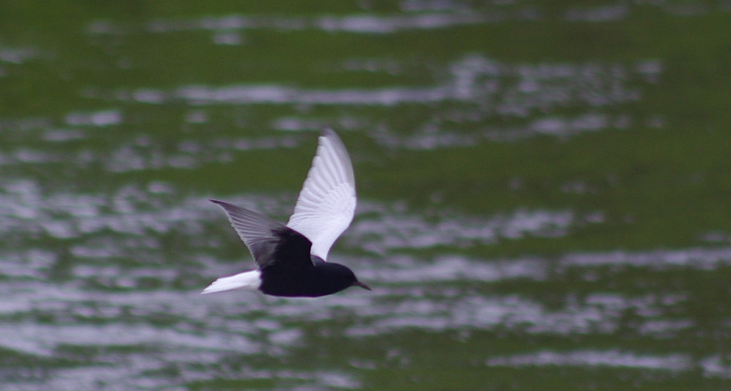 Rybitwa białoskrzydła (Chlidonias leucopterus)