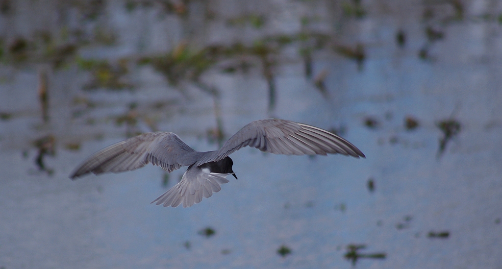 Rybitwa czarna, rybitwa żałobna (Chlidonias niger)