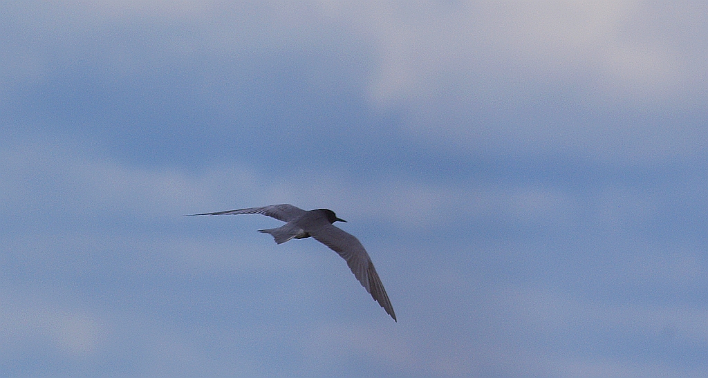 Rybitwa czarna, rybitwa żałobna (Chlidonias niger)