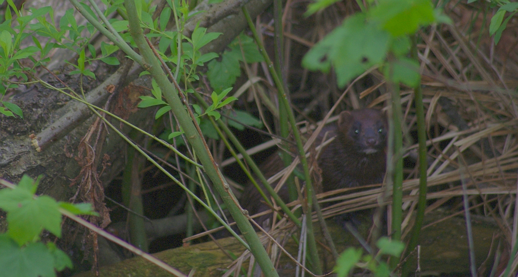 Norka amerykańska, wizon (Neovison vison)