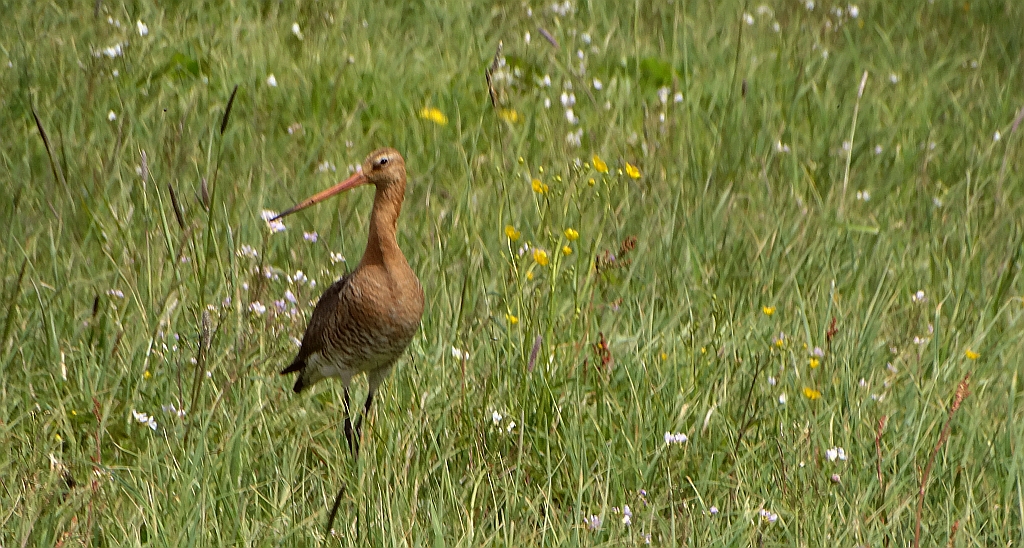 Rycyk, szlamik rycyk (Limosa limosa)