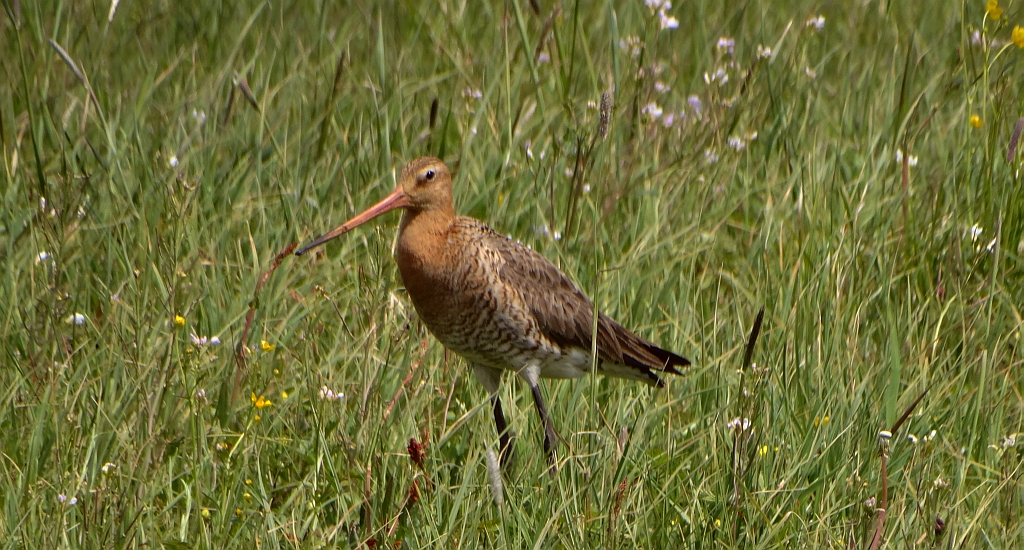 Rycyk, szlamik rycyk (Limosa limosa)